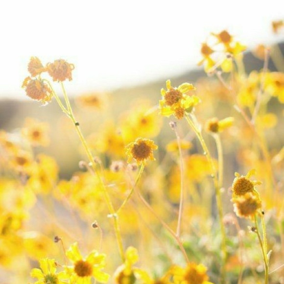 Meet your Posher, Bella - Picture 1 of 1